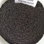 BASIL SEEDS SORTEX CLEAN (3)