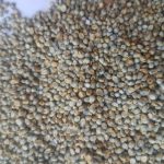 Green Millet Sortex (1)