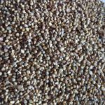 Green Millet Sortex (3)