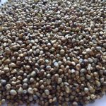 Green Millet Sortex (4)